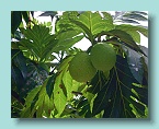 Bora Bora Bounty Cargo breadfruit